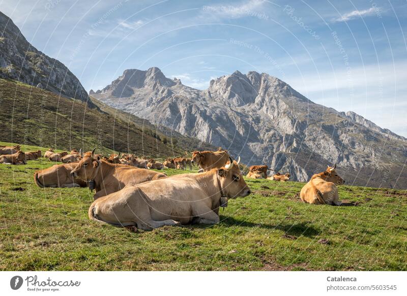 Gemütliches Wiederkäuen auf der Alm Milchkuh Nutztier Rind Kuh Tourismus Ferien & Urlaub & Reisen Berge u. Gebirge Wolken Landschaft Gipfel Himmel Felsen Umwelt