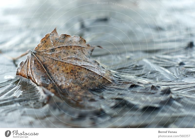 Gefangen Winter schlechtes Wetter Eis Frost Blatt Tod gefangen gefroren Strukturen & Formen Boden unten Blattadern Raureif kalt grün grau weiß schwarz