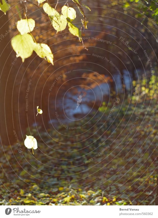 Letztes Leuchten Herbst Baum Herbstlaub Bach Blatt Gegenlicht Sonne Sonnenlicht fallen leuchten Morgen Flussufer gelb blau grün braun Momentaufnahme abwärts