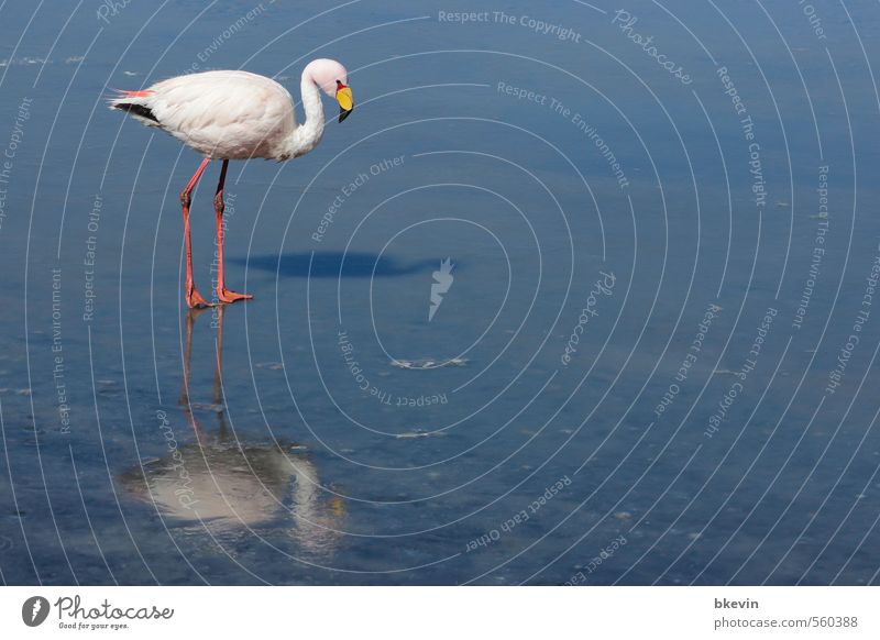 Flamingo mit Eis Natur Tier Wildtier Vogel Wasser kalt blau rosa Reflexion & Spiegelung warten Oberfläche unerreichbar spät Farbfoto Außenaufnahme