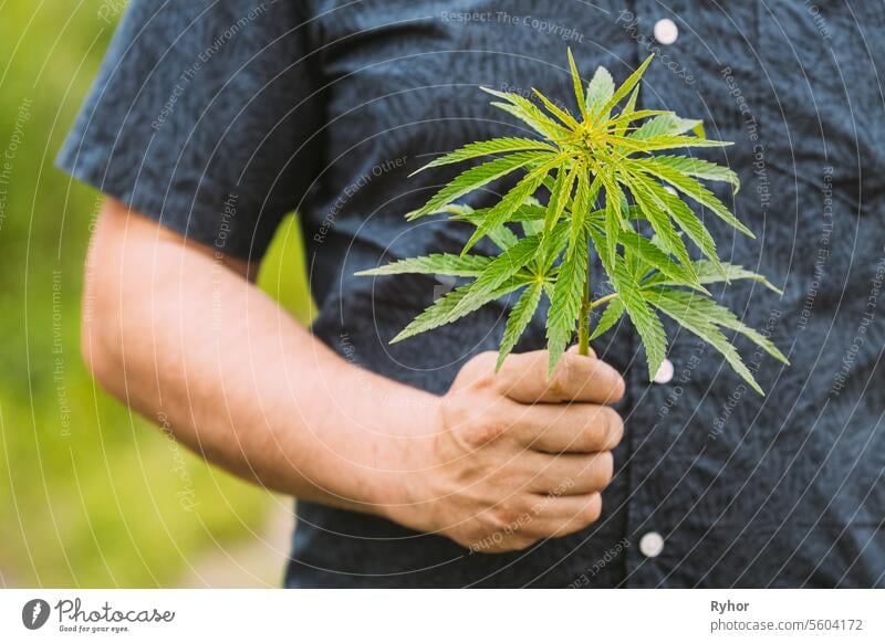 Mann hält legale grüne Marihuana-Cannabissprossen in der Hand. Cannabis-Farm im Sommer Tag, schöne Cannabis-Anbau. Marihuana-Anbau. Junge Cannabispflanze