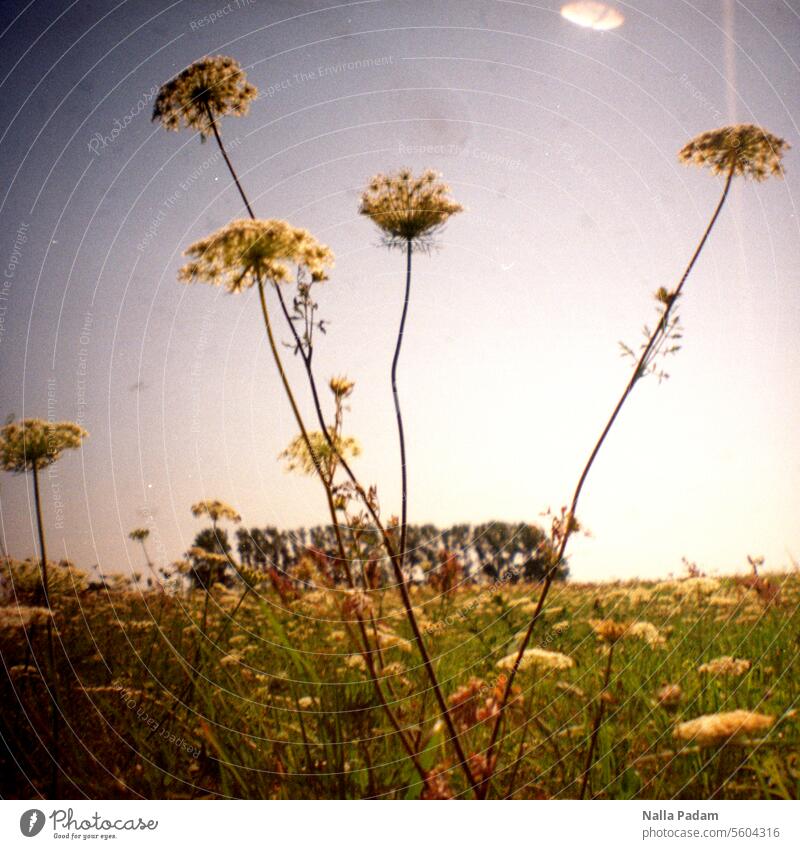 Sommer auf Fischland analog Analogfoto Farbe Farbfoto Flora Natur Himmel Wiese Blume Baum Wald Baumgruppe Außenaufnahme LoFi Pflanze Blüte Stängel grün