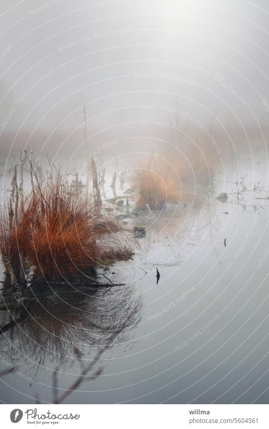 Die Toupets der kleinen Moorhexe Nebel Gras Morgen Sumpf Morgennebel Moorsee Herbst Gräser Wasser Landschaft neblig Moorlandschaft