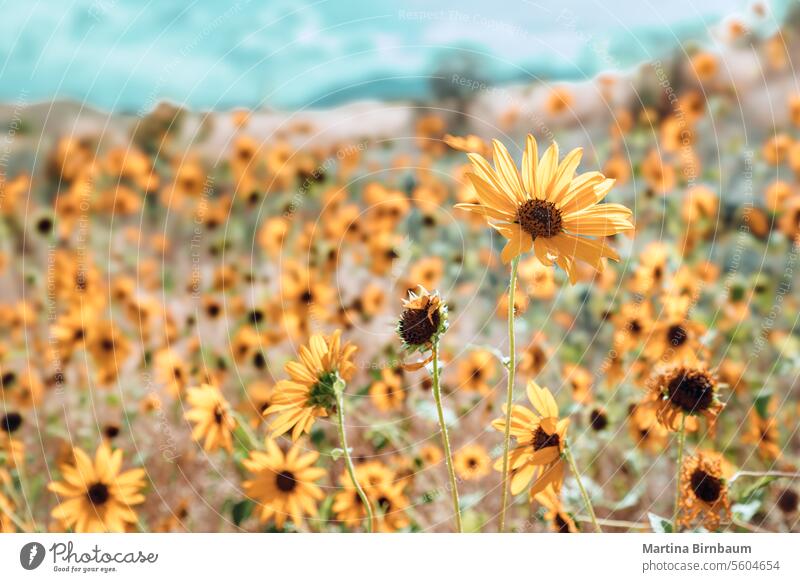 Sommerfeld mit Sonnenblumen unter blauem Himmel Sonnenblumenfelder und blauer Himmel Landschaft Wachstum Garten Pflanze Hintergrund Feld Sonnenlicht