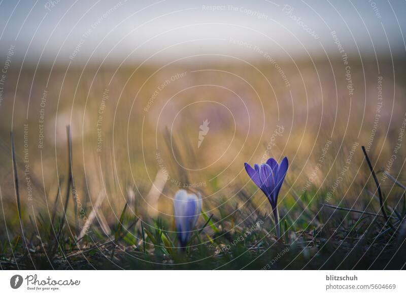 Krokusse auf einer Bergwiese im Frühling Blüte Pflanze violett Natur natürlich Nahaufnahme Blühend Blume Frühlingsgefühle Wiese Berge Graubünden Schweiz Alpen