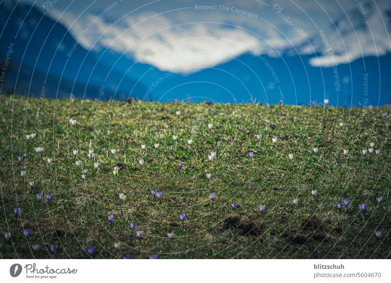 Krokusse auf einer Bergwiese im Frühling Blüte Pflanze violett Natur natürlich Nahaufnahme Blühend Blume Frühlingsgefühle Wiese Berge Graubünden Schweiz Alpen