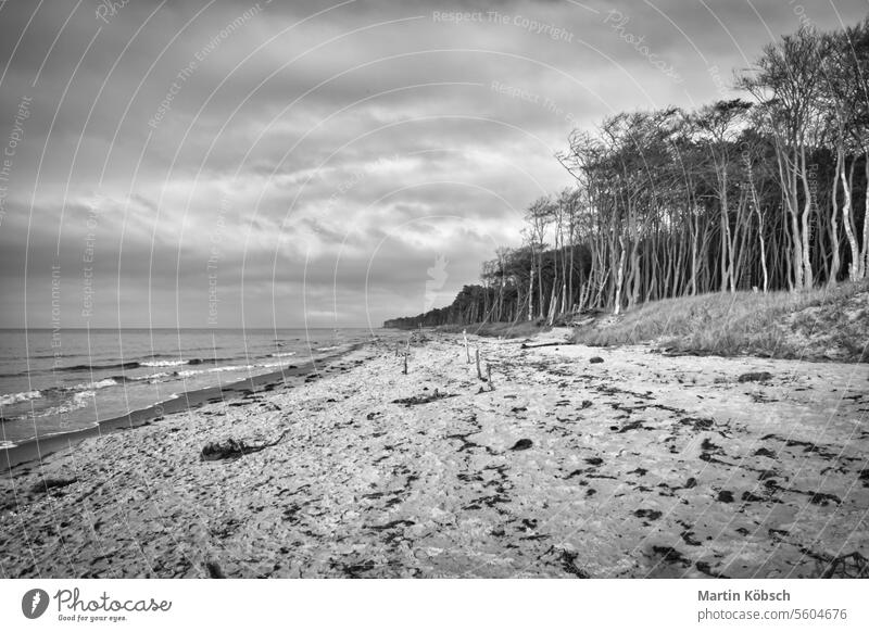 Kiefernwald am Strand auf dem Darss. Weißer Sand am Weststrand. Bewölkter Himmel MEER Meer winken reisen blau Spaziergang Landschaft romantisch Küste Sandstrand