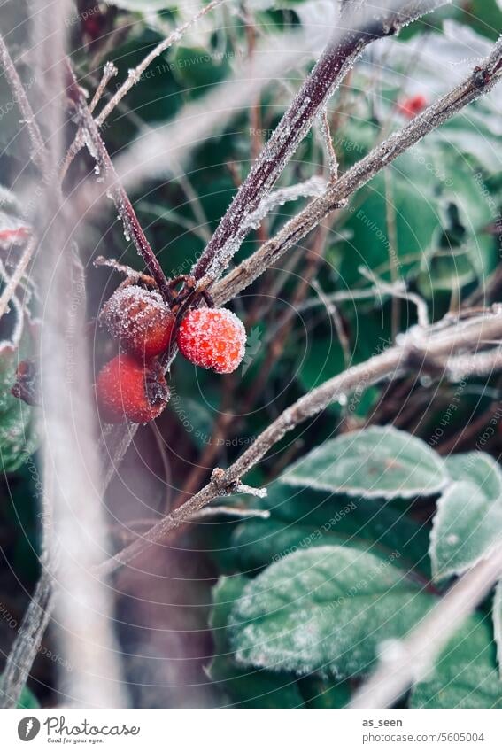 Gefrorene Beeren Frost kalt Winter rot grün Natur Außenaufnahme Farbfoto Pflanze Eis Menschenleer Schwache Tiefenschärfe Nahaufnahme Tag Sträucher weiß Zweig