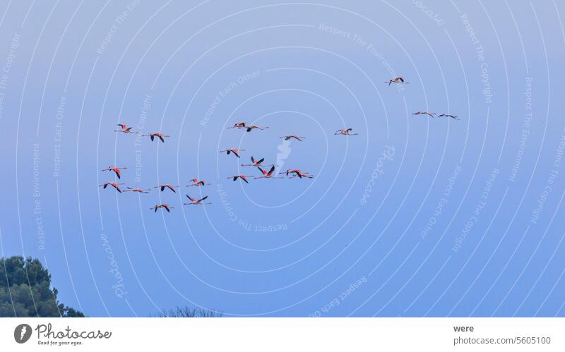 Ein Schwarm großer Flamingos mit Jungen in der Nähe von Aigues-Mortes in der Camarque im Flug über die Feuchtgebiete Tier Vogel camarque Canal du Midi