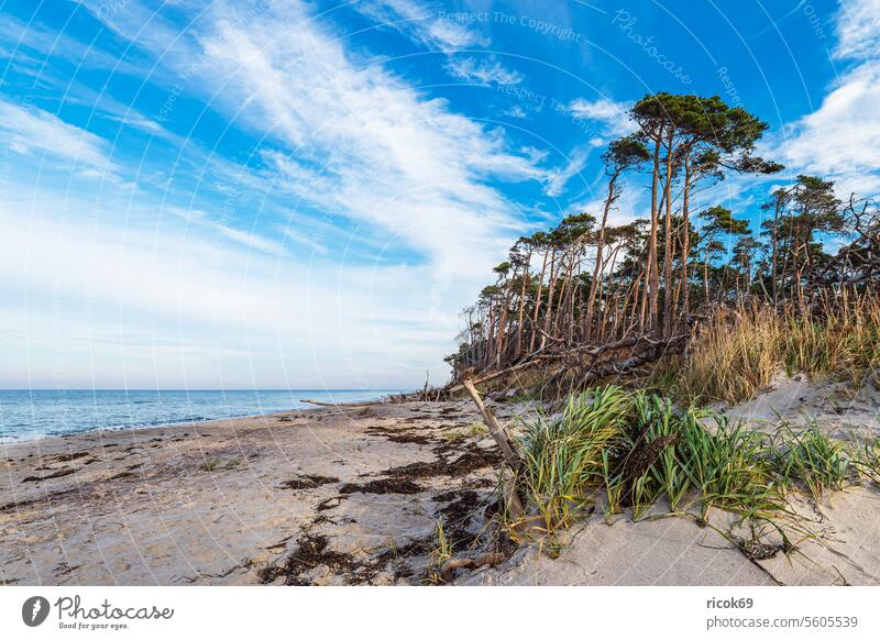 Bäume am Weststrand auf dem Fischland-Darß Küste Ostsee Ostseeküste Meer Strand Baumstamm Düne Mecklenburg-Vorpommern Wald Dünengras Ahrenshoop Prerow Himmel