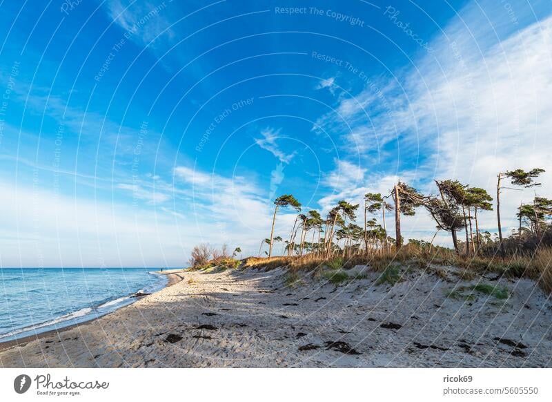 Bäume am Weststrand auf dem Fischland-Darß Küste Ostsee Ostseeküste Meer Strand Baumstamm Düne Mecklenburg-Vorpommern Wald Dünengras Ahrenshoop Prerow Himmel