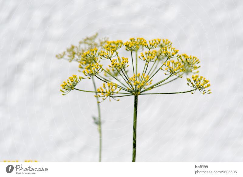 Dill, Dillblüte vor weißen Hintergrund Nahaufnahme Dillblüten gelb Kräuter & Gewürze Nutzpflanze grün Sommer frisch Pflanze Küchenkräuter Fischgewürz organisch