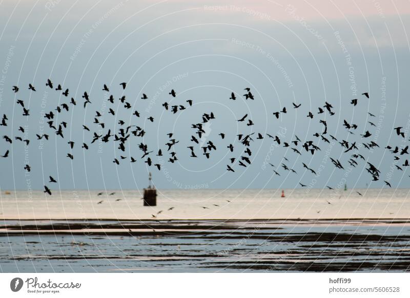 Ein dunkler Schwarm Stare fliegt bei Ebbe über das Wattenmeer Starenschwarm dunkel schlechtes Wetter fliegen Unwetter Gewitterwolken Wolken Himmel Klima Sturm