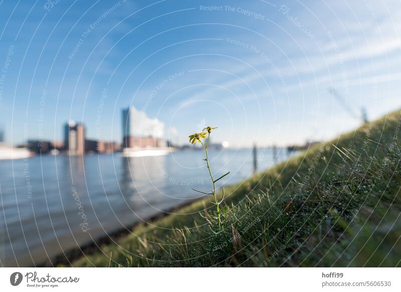 Blümchen auf einem Deich mit verschwommenem Blick auf Hamburg Blume unscharfes Objekt verschwommener Hintergrund abstrakt Unschärfe Licht defokussiert elphi