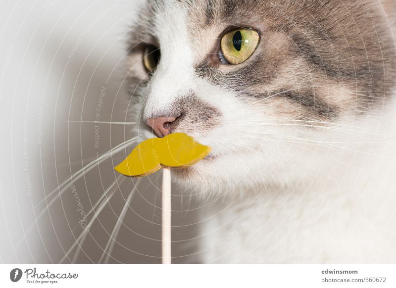 Komisches Leckerli. Spielen Bart Tier Haustier Katze Fell 1 Dekoration & Verzierung Holz Blick tragen frech lustig nerdig niedlich wild gelb grau weiß Coolness