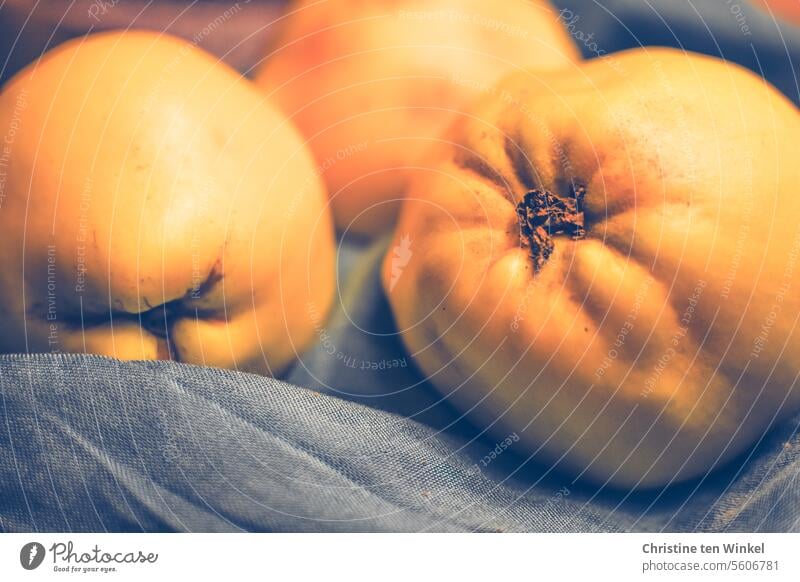 Quitten Früchte Lebensmittel frisch reif Ernährung gelb Duft authentisch ästhetisch Herbst lecker Cydonia oblonga Quittenfrucht saftig süß duftend Obst