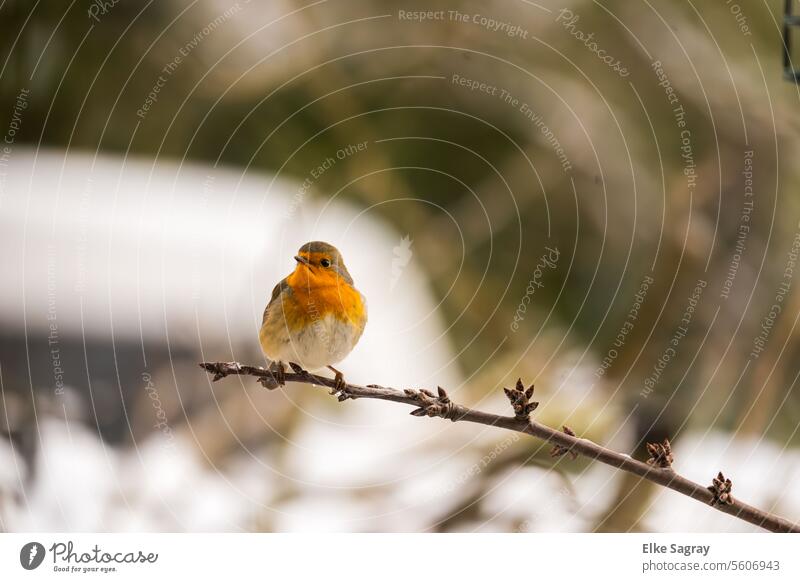 Vogelporträt - Rotkehlchen auf einem Zweig - Winterfoto #rotkehlchen Außenaufnahme Natur Tier Tierporträt Menschenleer Wildtier Umwelt Garten