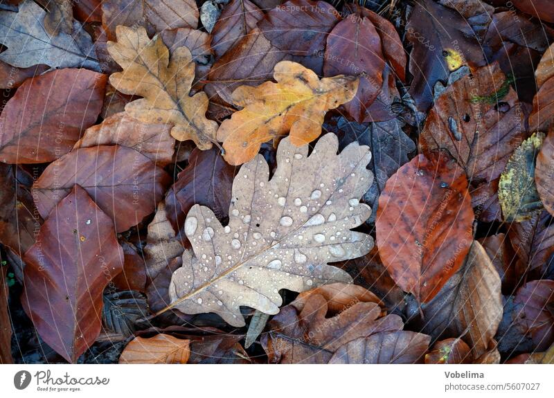 Waldboden im Herbst blatt blätter laub herbstlaub bunt farbe oktober gelb orange rot braun natur jahreszeit eiche eichenblatt buche buchenblatt november tau