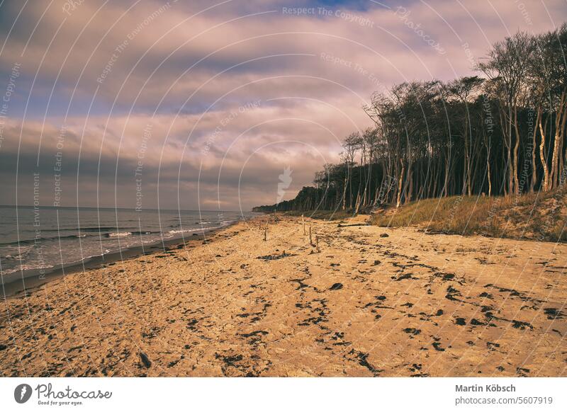 Kiefernwald am Strand auf dem Darss. Weißer Sand am Weststrand. Bewölkter Himmel MEER Meer winken reisen blau Spaziergang Landschaft romantisch Küste Sandstrand