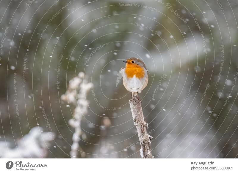 Rotkehlchen bei Schneefall Stock Aussicht Winterlich Vogel kleiner Vogel Rotkelchen im Schnee Wildlife Vogelfotografie Vogelwelt Tierreich Gefieder Schnabel