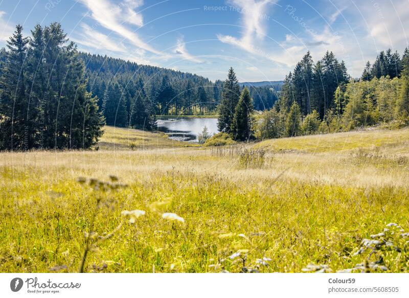 Kunstharzteiche umgeben die schöne Natur Harz-Teiche künstlich Wasser Landschaft Berge Stauseen Gegend stilles Wasser Bergbau Konstruktion Deutschland Fischen