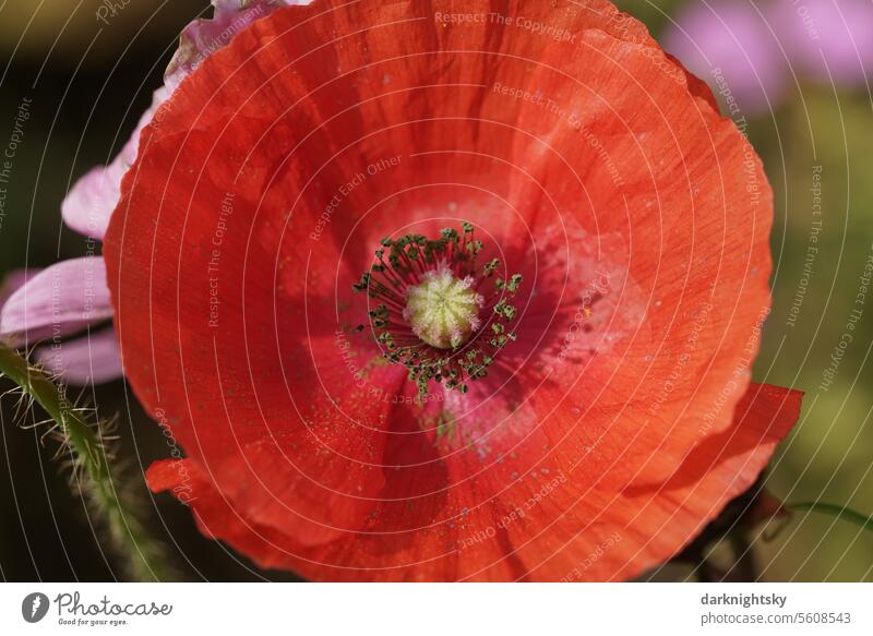 Blühender roter Mohn auf einem Feld oder in einem Garten poppy Sommer Klatschmohn Frühling grün Pflanze Blume Natur Blüte papaver Außenaufnahme Mohnblüte Wiese