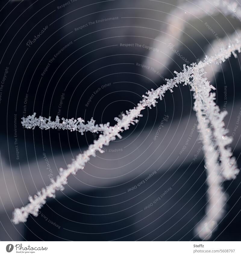 mit Raureif bedecktes Gras Frost Raureifkristalle Raureifbelag frostbedeckt Eiskristalle Kälte eiskalt frostig fein frieren gefroren eisig kalt Unkraut Zweig