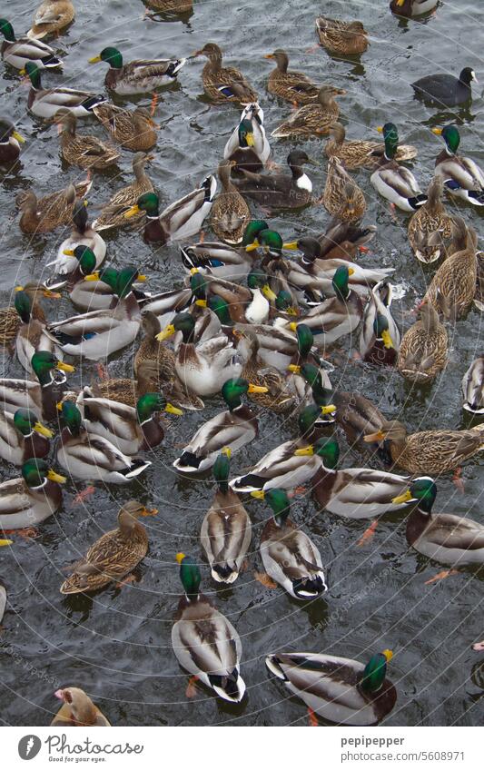 Die heiße Schlacht am kalten Buffet – weibliche & männliche Stockenten bei der Fütterung Stockenten-Paar Stockentenpaar Maennlich männlicher Farbfoto