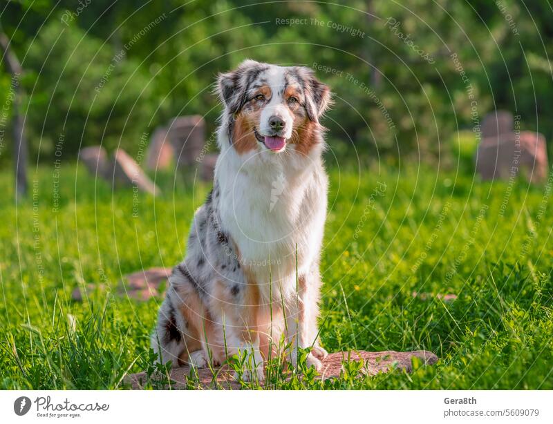 Hund der Rasse Australian Shepherd, der auf einem Stein in einem Park im Sommer an einem sonnigen Tag sitzt Tier Australischer Schäferhund Zucht clever