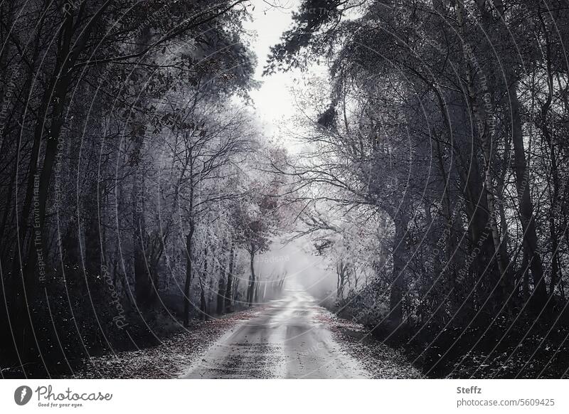 auf dem Weg in den Nebel Waldweg Nebelschleier Nebelwald Nebelwand neblig nebliger Weg nebliger Wald Dezember Winternebel kahle Bäume Wintertag Weg im Wald