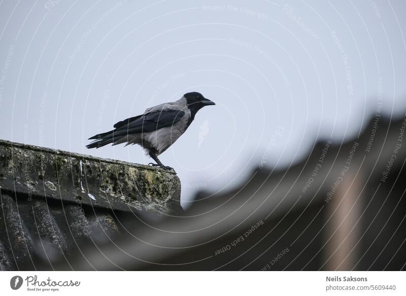 Beobachter auf dem Dach Tier Vogel Schnabel Vögel Vogelbeobachtung schwarz blau Gebäude Aas schließen Nahaufnahme allgemein cornix Corvus Krähe Krone niedlich