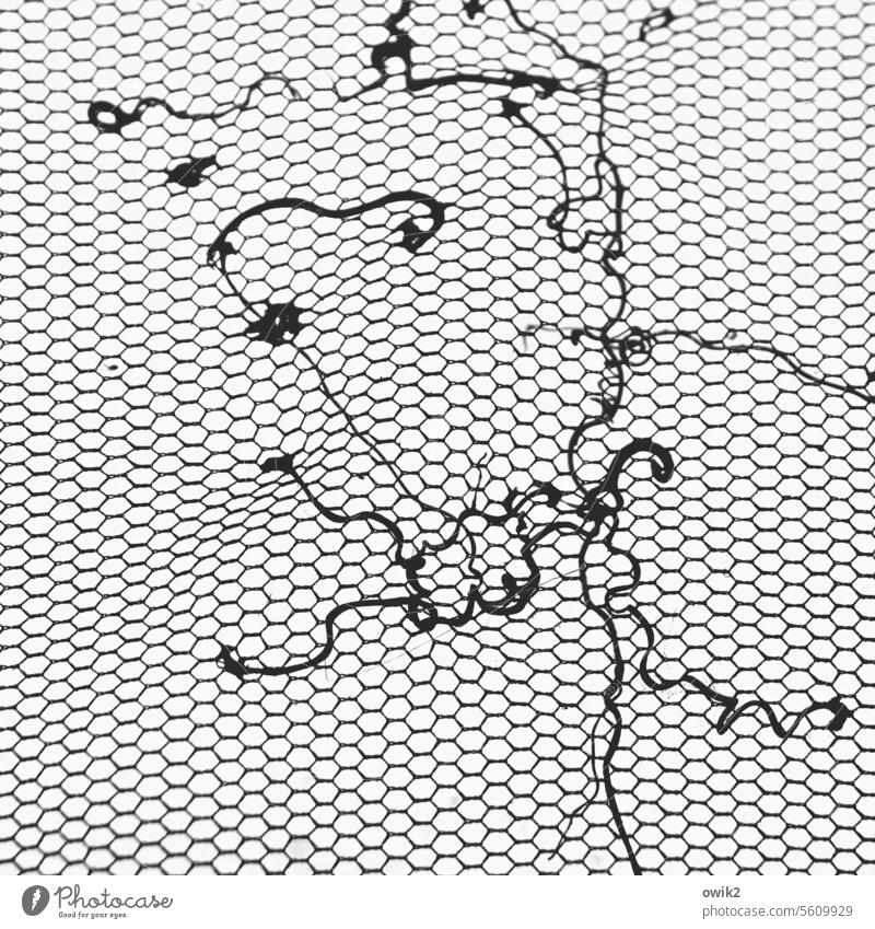 Zähe Reste Fliegengitter Schutz flexibel engmaschig netzartig dünn leicht Fensterscheibe Netz Netzwerk Kletterpflanzen Pflanzenteile Fragmente Teile u. Stücke