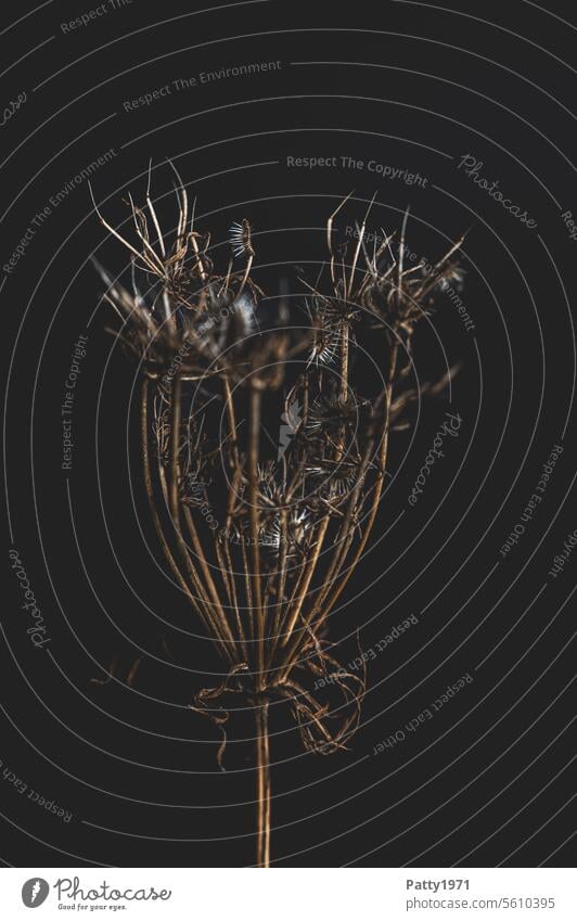 Vertrocknete Pflanze vor schwarzem Hintergrund. Low Key Makroaufnahme vertrocknet schwarzer hintergrund Schwache Tiefenschärfe Herbst Natur Vergänglichkeit