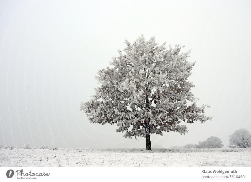 Windstille und Rauhreif. Eine Eiche am Wegesrand hält auch bei Schnee und Eis ihre Blätter fest Winter winterlich Winterzeit Winterstimmung Eichenlaub Reif