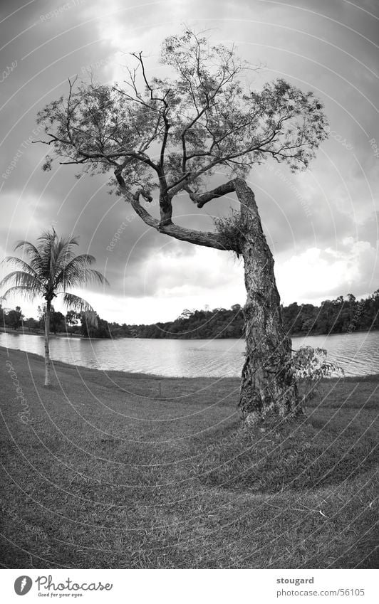 Tree Natur Himmel Singapore tree landscape sky outside lac grass Palme Außenaufnahme