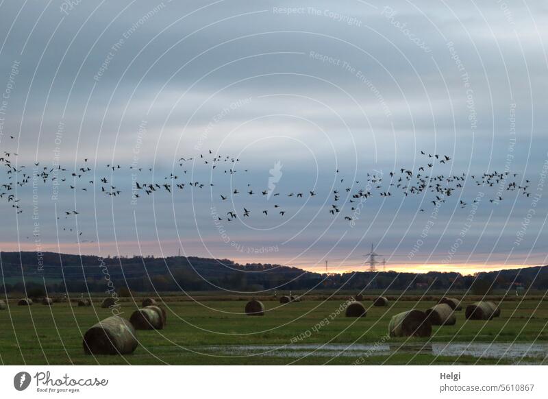 Herbstzeit | Vogelschwarm am Morgen über einer Wiese mit Heuballen Vögel viele morgens Sonnenaufgang Wasser Überschwemmung nass Himmel Licht Schatten Stimmung