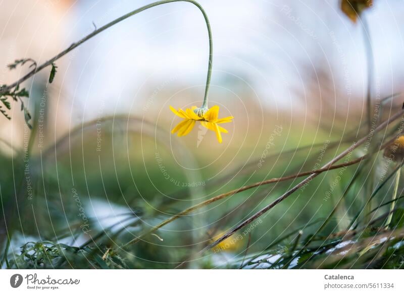 An einem winterlichen Morgen Wildblüten Färber-Hundskamille Korbblütler Asternartige Tageslicht welk Herbst Vergänglichkeit Wandel u Veränderung Verwelkt