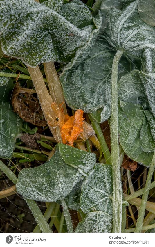 Vom Frost gezeichnet Natur Flora Pflanze Kreuzblüterartige Kapuzinerkressengewächse Verwelkt Wandel u Veränderung Vergänglichkeit Herbst Blatt Blätter Blüte