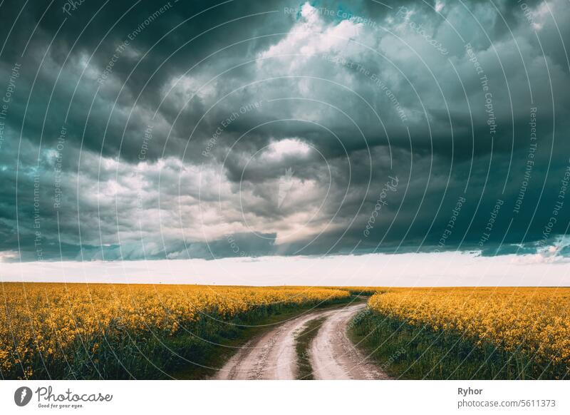 Dark Dramatic Rain Cloudy Sky Above Spring Flowering Canola, Rapeseed, Oilseed Field Meadow Grass. Straße im Frühling Feld Landschaft Landschaft. Blossom Of Canola Gelbe Blumen unter dramatischen Dämmerung Himmel