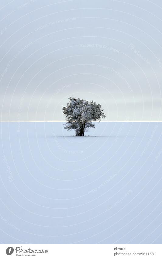 einzelner Baum in der Schneelandschaft Winter schneebedeckt verschneit solitär Horizont Winterstimmung Kälte Schneedecke Blog Jahreszeiten Wintertag Natur weiß