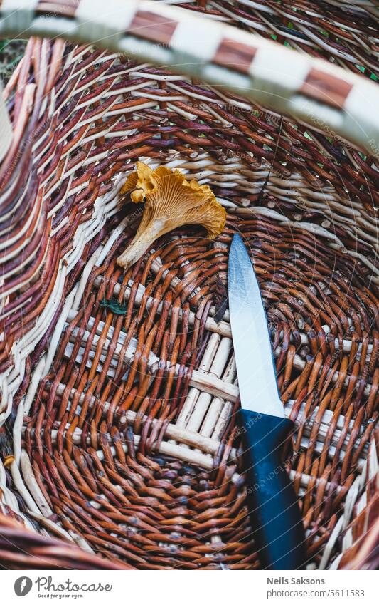 Nur ein leckerer Pfifferling im Korb. Und ein Messer. Pfifferlinge Pilz Farbfoto Ernährung Bestandteil gelb essbar Lebensmittel Nahaufnahme