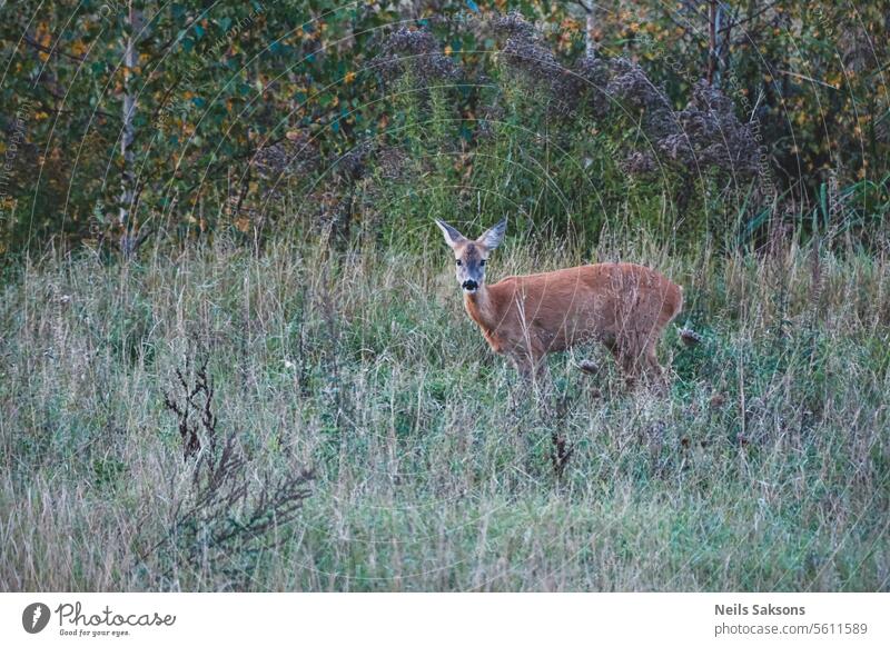 Rotwild im Gras Tier Hintergrund braun Bock Kapreolus capreolus capreolus capreolus Hirsche Europäer Fauna Feld Wald Spiel Jäger Jagd Säugetier Wiese Natur