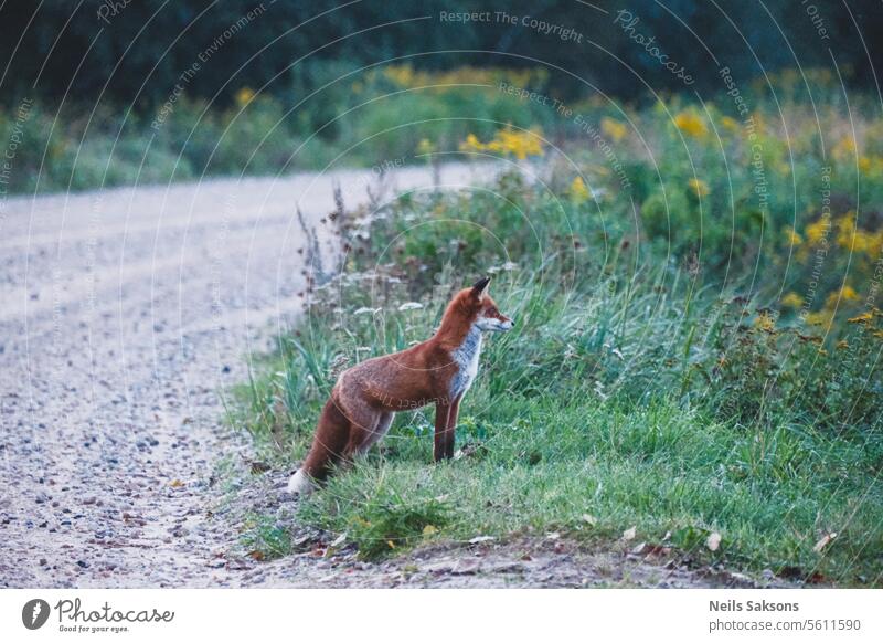 Rotfuchs am Straßenrand Tier braun Eckzahn Fleischfresser Landschaft niedlich Fauna Feld Wald Fuchs Füchse Fell pelzig Gras Grasland grün Lebensraum Jäger wenig