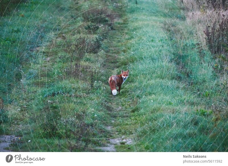 Rotfuchs auf grüner Wiese mit Blick zurück Tier braun Eckzahn Fleischfresser Landschaft niedlich Fauna Feld Wald Fuchs Füchse Fell pelzig Gras Grasland