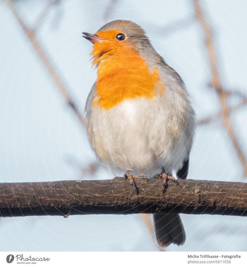 Rotkehlchen auf einem Ast Erithacus rubecula Vogel Wildvogel Tiergesicht Federn Gefieder Schnabel Auge Beine Flügel Krallen Zweige u. Äste Wildtier Natur