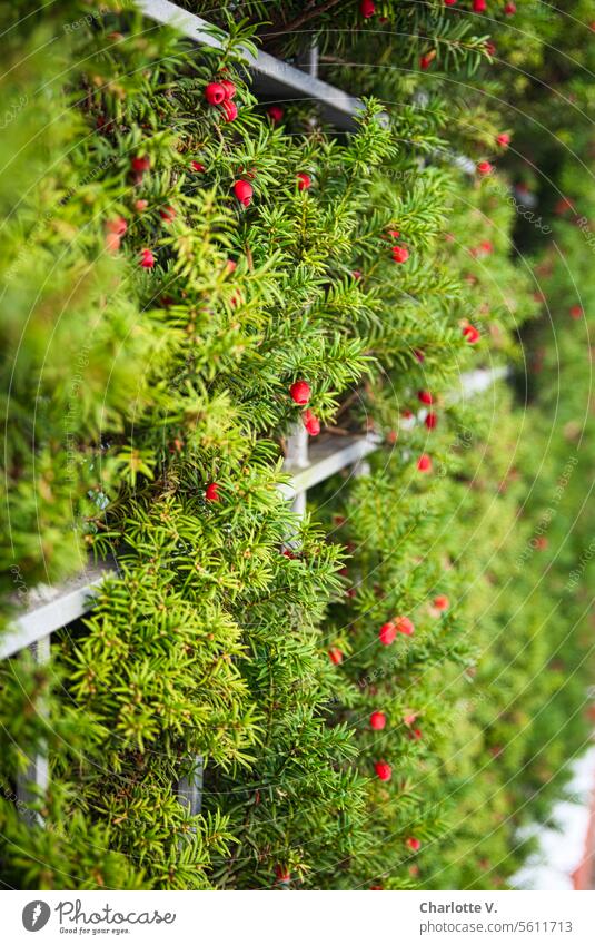 Eibenhecke (Taxus baccata) Begrenzung Pflanze Hecke grün Sträucher Außenaufnahme Garten Zaun Grundstücksgrenze Barriere Gartenzaun Natur Farbfoto Grenze