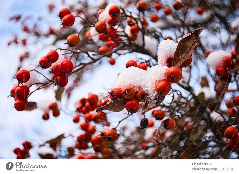 Feuerdorn mit Schneehäubchen Natur Winter Außenaufnahme Pflanze Umwelt Beeren rote Beeren Wildpflanze Sträucher Strauch Beerensträucher Beerenstrauch kalt viele