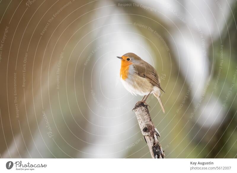 Rotkehlchen am Aussichtspunkt Rotkelchen Winter Schnee Stock Schneelandschaft Winterlich Vogel kleiner Vogel Rotkelchen im Schnee Wildlife Vogelfotografie