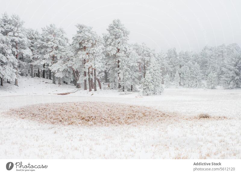 Bäume mit Ästen und Blättern in Frost auf schneebedeckten Gletscherlagunen von Neila Spanien Europa im Tageslicht bedeckt Baum Schnee Winter Ast Schneefall