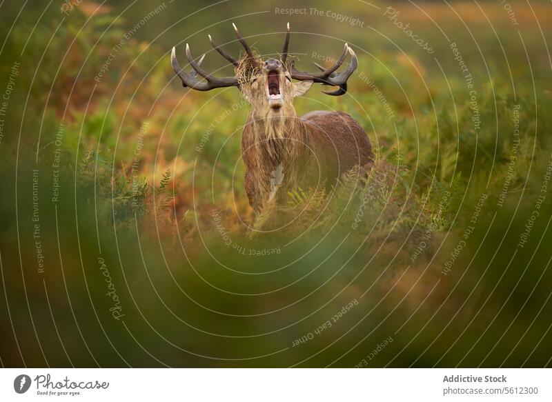 Wunderschöne Rotwild-Bälge während der Brunftzeit im Vereinigten Königreich Bleßwild Hirsch Gebrüll tosen Herbst Spurrinne Saison Geweih Großbritannien Bürste